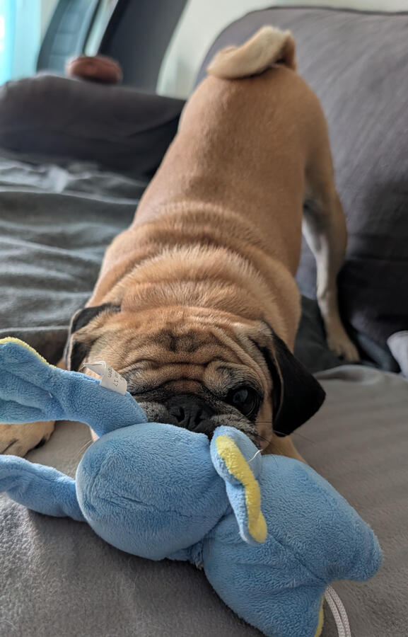 Maggie Maggie